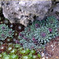Saxifraga paniculata ‘Whitehill’ K9x9