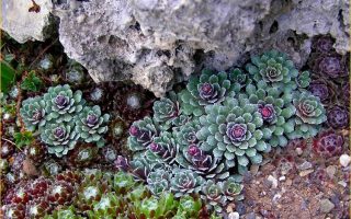 Saxifraga paniculata ‘Whitehill’ K9x9