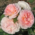 ROSA KORDES, Märchenzauber® - Obrázek 2