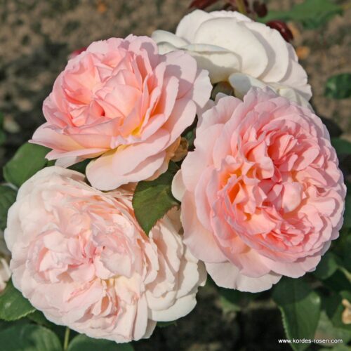 ROSA KORDES, Märchenzauber® - Obrázek 2