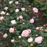 ROSA KORDES, Märchenzauber® - Obrázek 3