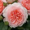 ROSA KORDES, Märchenzauber® - 2 L