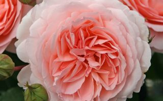 ROSA KORDES, Märchenzauber®