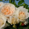 ROSA KORDES, Kosmos® - 2 L