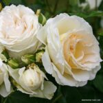 ROSA KORDES, Kosmos® - Obrázek 3