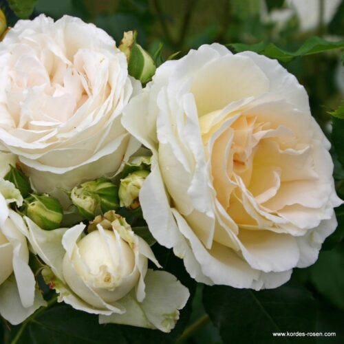 ROSA KORDES, Kosmos® - Obrázek 3