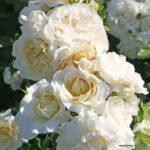 ROSA KORDES, Kosmos® - Obrázek 2