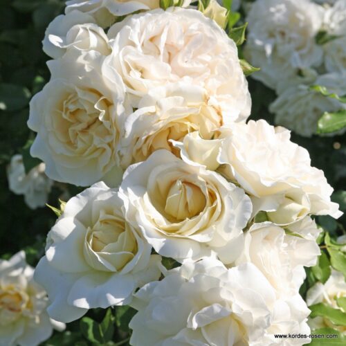 ROSA KORDES, Kosmos® - Obrázek 2
