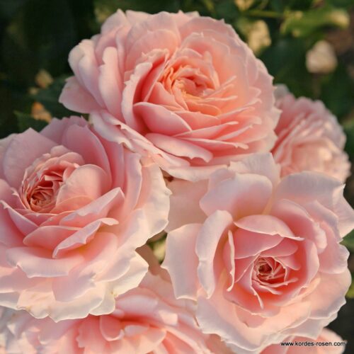 ROSA KORDES 2L Cremosa® - Obrázek 2