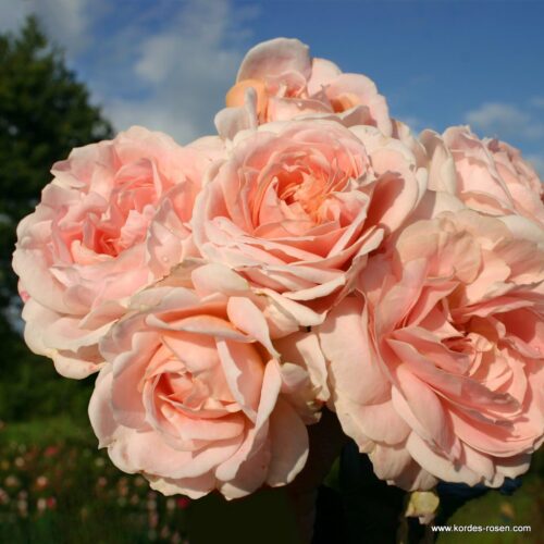 ROSA KORDES 2L Cremosa® - Obrázek 3