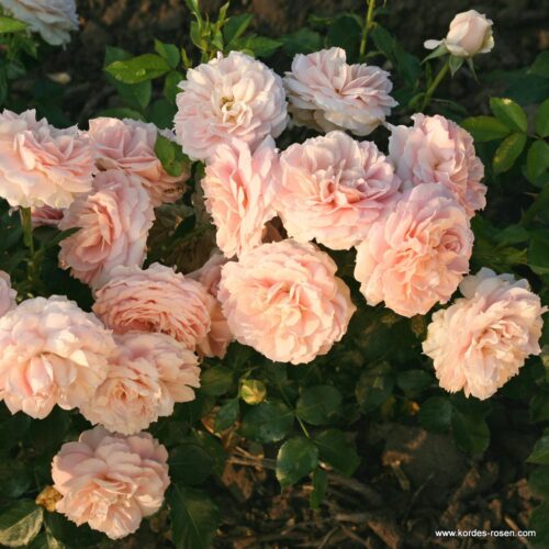 ROSA KORDES 2L Cremosa® - Obrázek 4