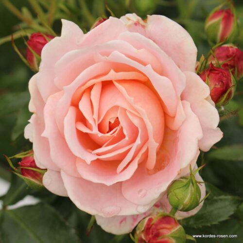 ROSA KORDES 2L Cremosa® - Obrázek 1