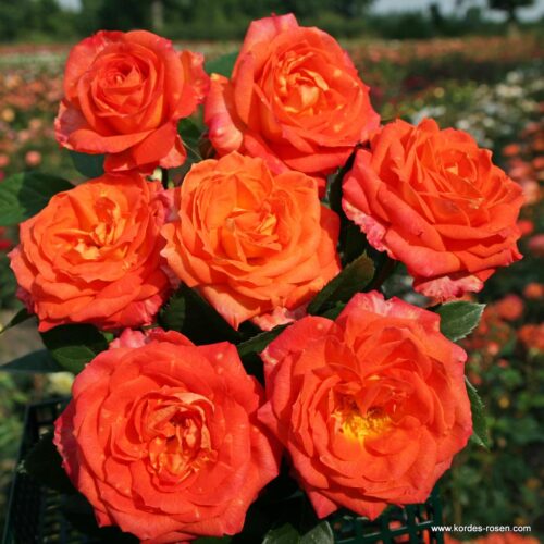 ROSA KORDES 2L Feurio® - Image 4