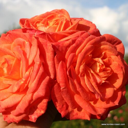 ROSA KORDES 2L Feurio® - Image 2