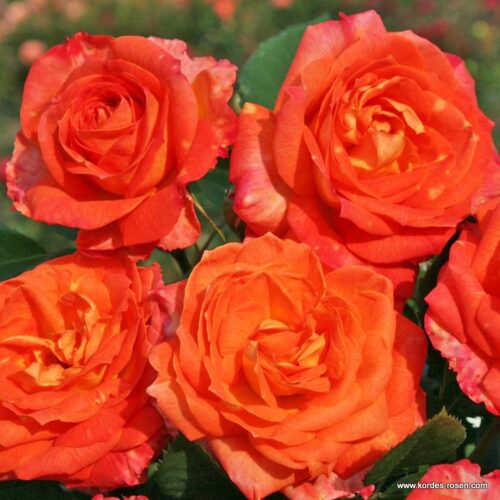 ROSA KORDES 2L Feurio® - Image 3