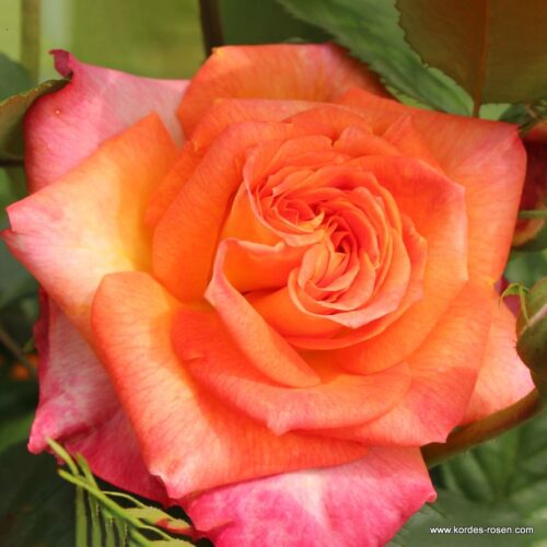 ROSA KORDES 2L Feurio® - Image 1