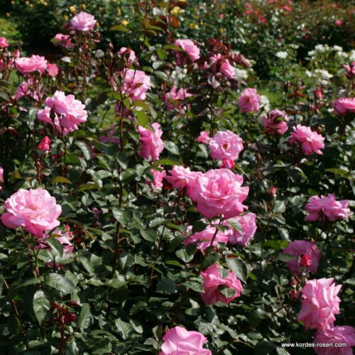 ROSA KORDES 2L Eliza® - Image 4