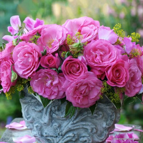 ROSA KORDES 2L Eliza® - Image 3