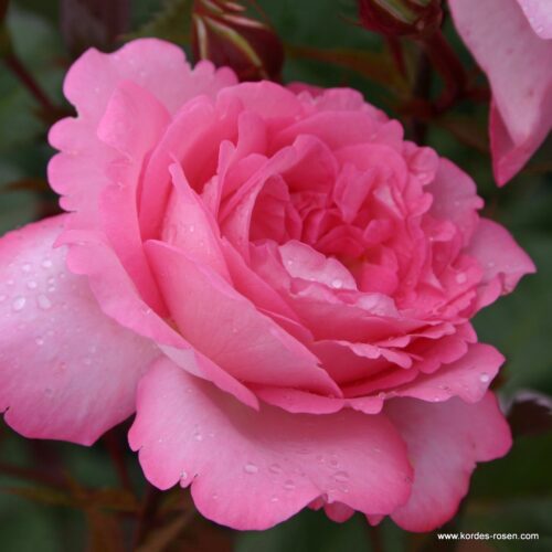 ROSA KORDES 2L Eliza® - Image 1