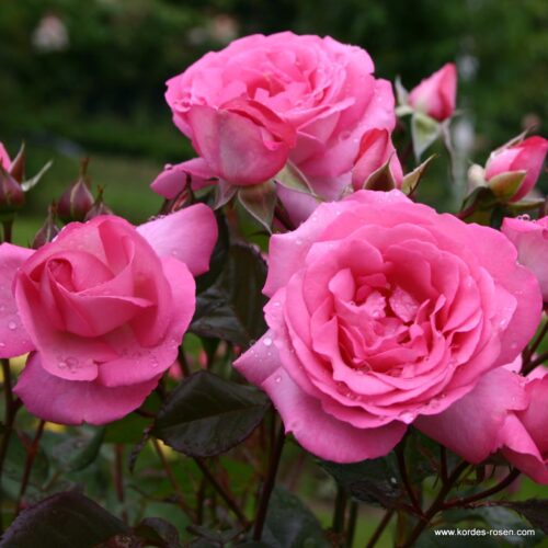 ROSA KORDES 2L Eliza® - Image 2