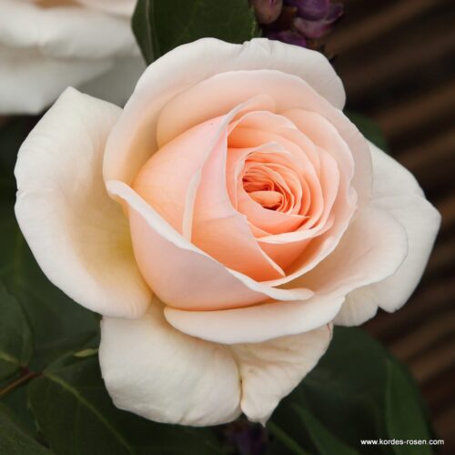 ROSA KORDES 2L Courage® - Obrázek 1