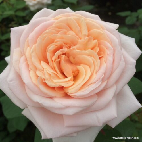 ROSA KORDES 2L Courage® - Obrázek 2
