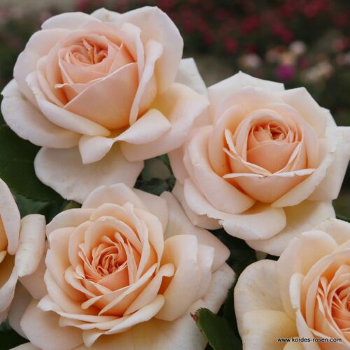 ROSA KORDES 2L Courage® - Obrázek 4