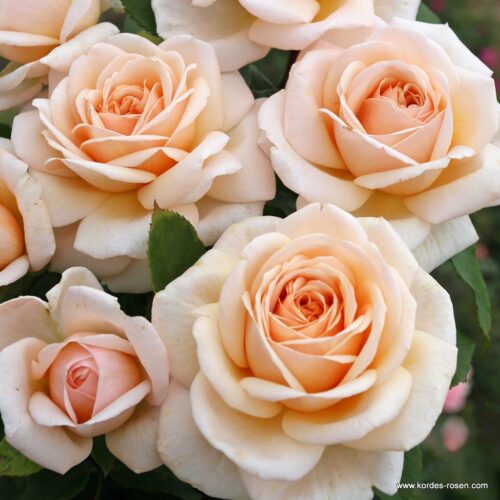 ROSA KORDES 2L Courage® - Obrázek 3