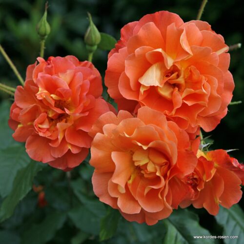 ROSA KORDES 2L Westerland® - Obrázek 1