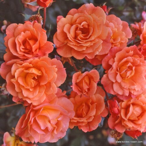 ROSA KORDES 2L Westerland® - Obrázek 2