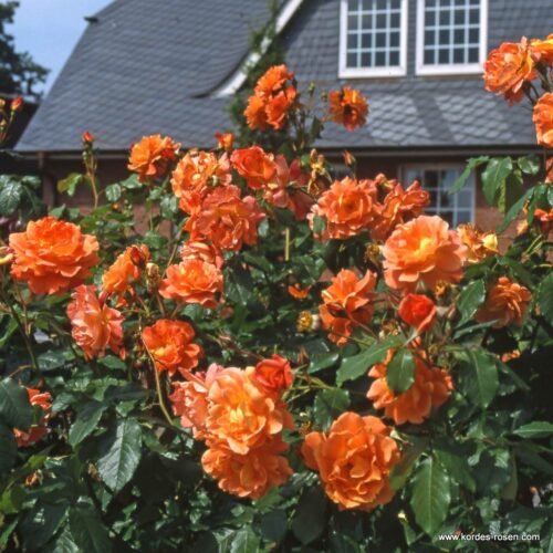 ROSA KORDES 2L Westerland® - Obrázek 4
