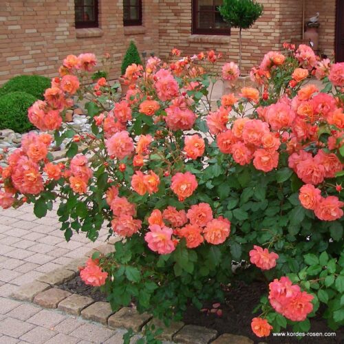 ROSA KORDES 2L Westerland® - Obrázek 3