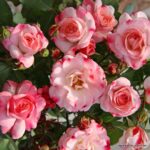 ROSA KORDES 2L Rosenstadt Freising® - Obrázek 2