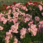 ROSA KORDES 2L Rosenstadt Freising® - Obrázek 3