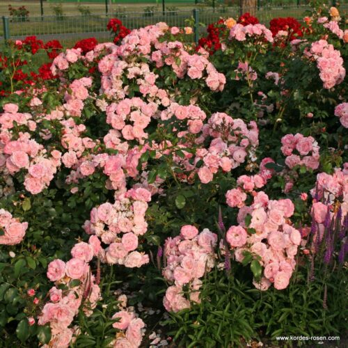 ROSA KORDES 2L Rosenstadt Freising® - Obrázek 3