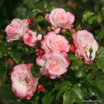 ROSA KORDES 2L Rosenstadt Freising® - Obrázek 4