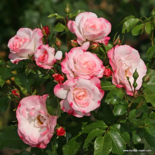 ROSA KORDES 2L Rosenstadt Freising® - Obrázek 4