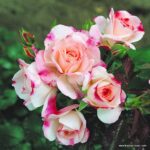 ROSA KORDES 2L Rosenstadt Freising®