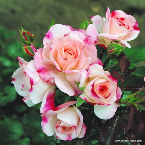 ROSA KORDES 2L Rosenstadt Freising® - Obrázek 1