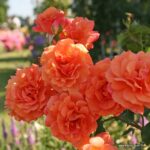 ROSA KORDES 2L Lambada® - Obrázek 3
