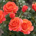 ROSA KORDES 2L Lambada® - Obrázek 4