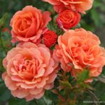 ROSA KORDES 2L Lambada® - Obrázek 2