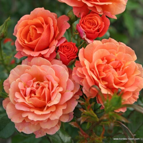 ROSA KORDES 2L Lambada® - Obrázek 2