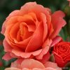 ROSA KORDES 2L Lambada® - 2 L