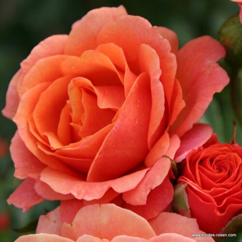 ROSA KORDES 2L Lambada® - Obrázek 1