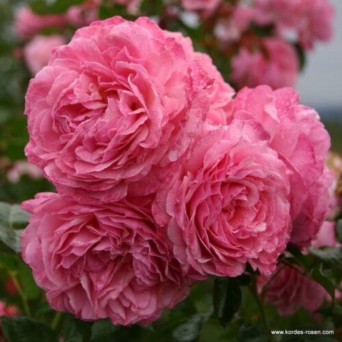 ROSA KORDES 2L Flora Olomouc/Flora Colonia - Obrázek 4