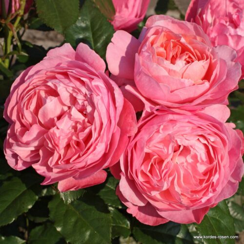 ROSA KORDES 2L Flora Olomouc/Flora Colonia - Obrázek 2