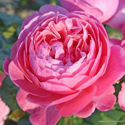 ROSA KORDES 2L Flora Olomouc/Flora Colonia - Obrázek 1