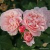 ROSA KORDES 2L Eifelzauber® - 2 L