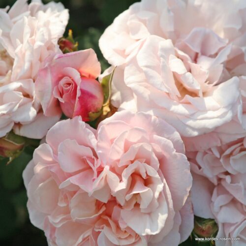 ROSA KORDES 2L Eifelzauber® - Obrázek 3